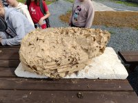 IMG_20240531_093930