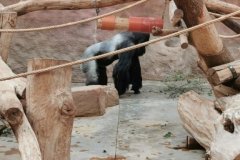 Zoo Praha (červen 2024)